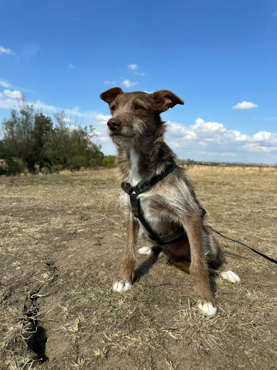 Vito Foto 4