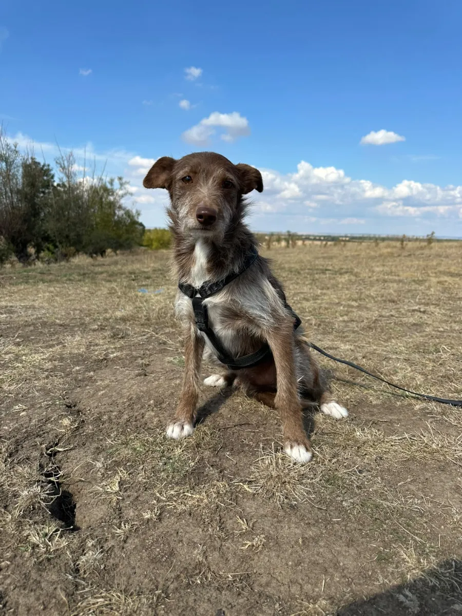 Vito Foto 5