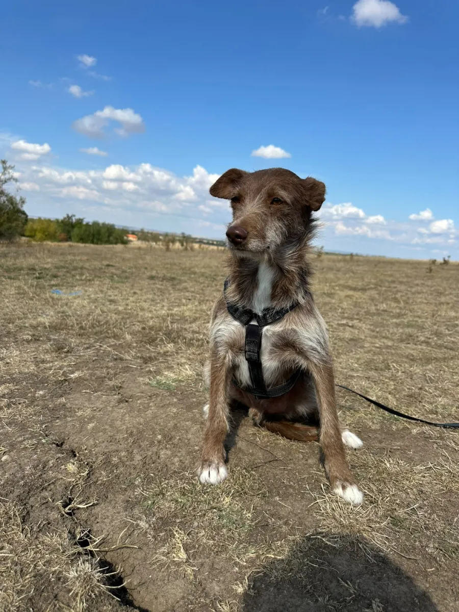 Vito Foto 6