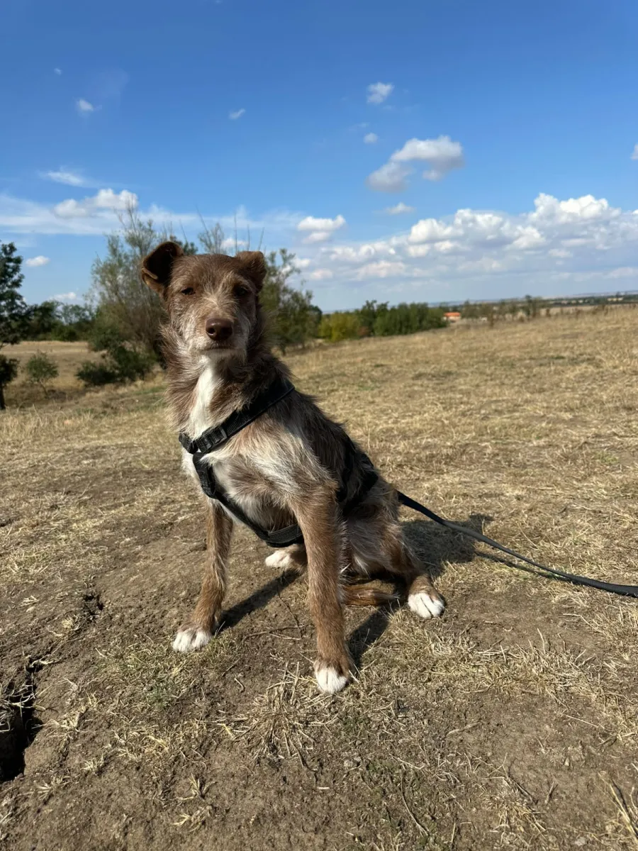 Vito Foto 8