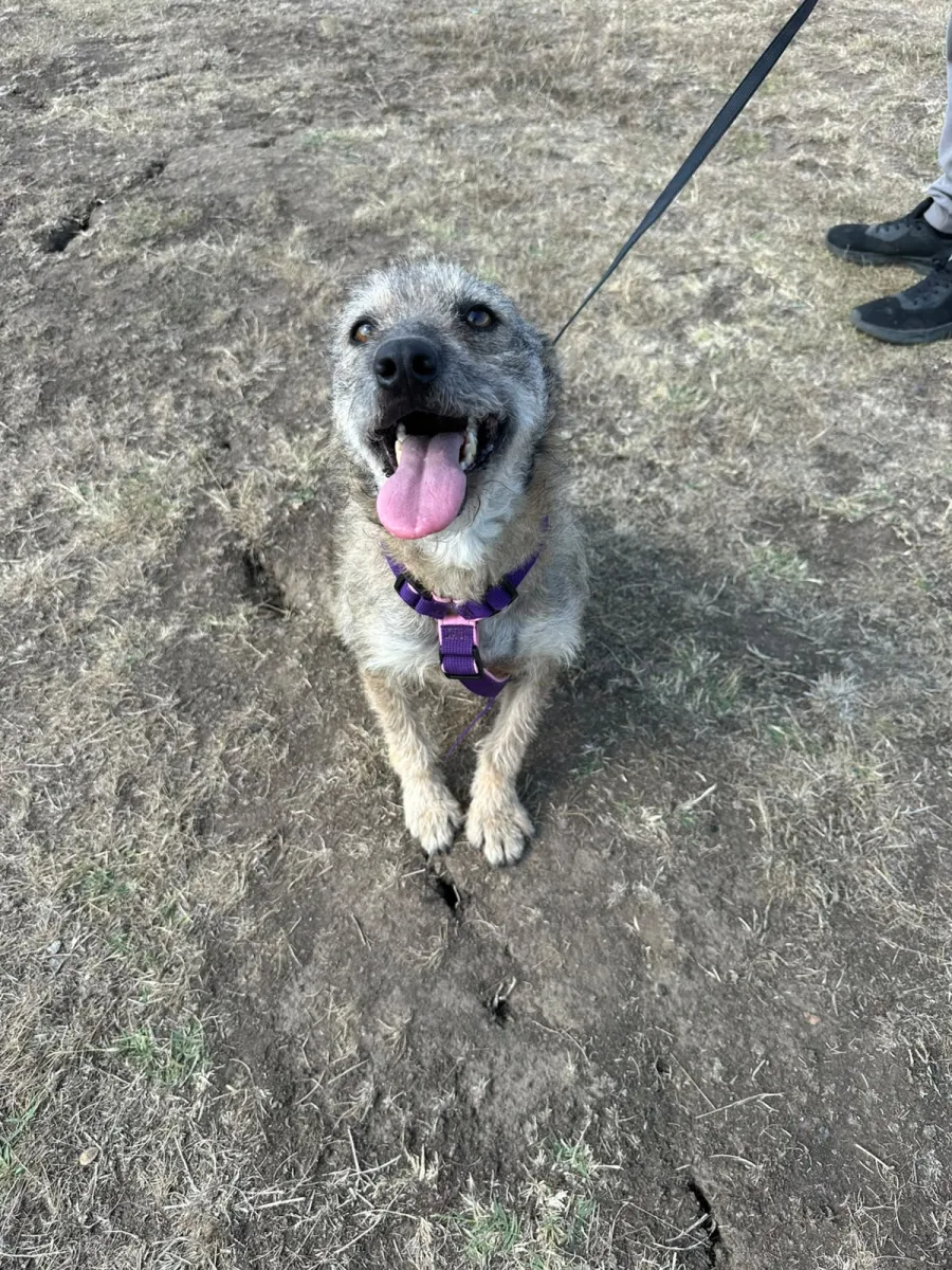Cloe - Hund zur Adoption