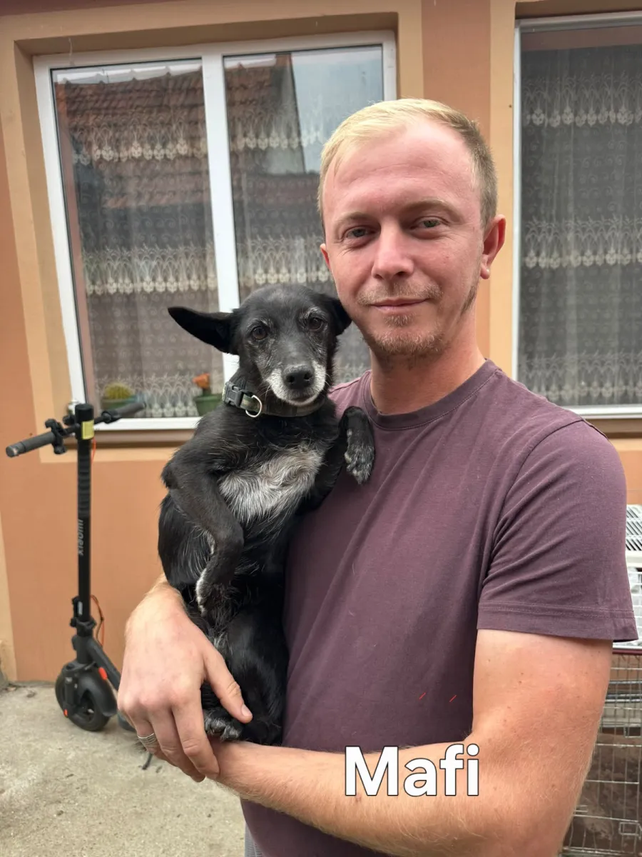 Mafi - Hund zur Adoption