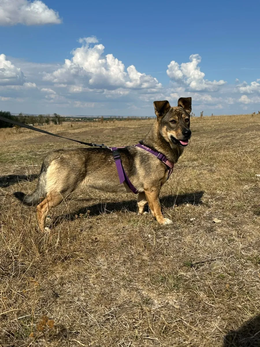 Bella Foto 8