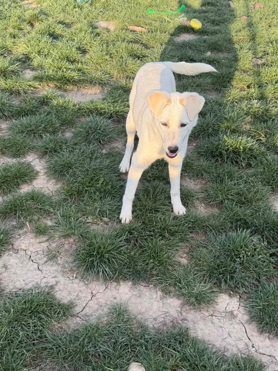 Kelly - Hund zur Adoption