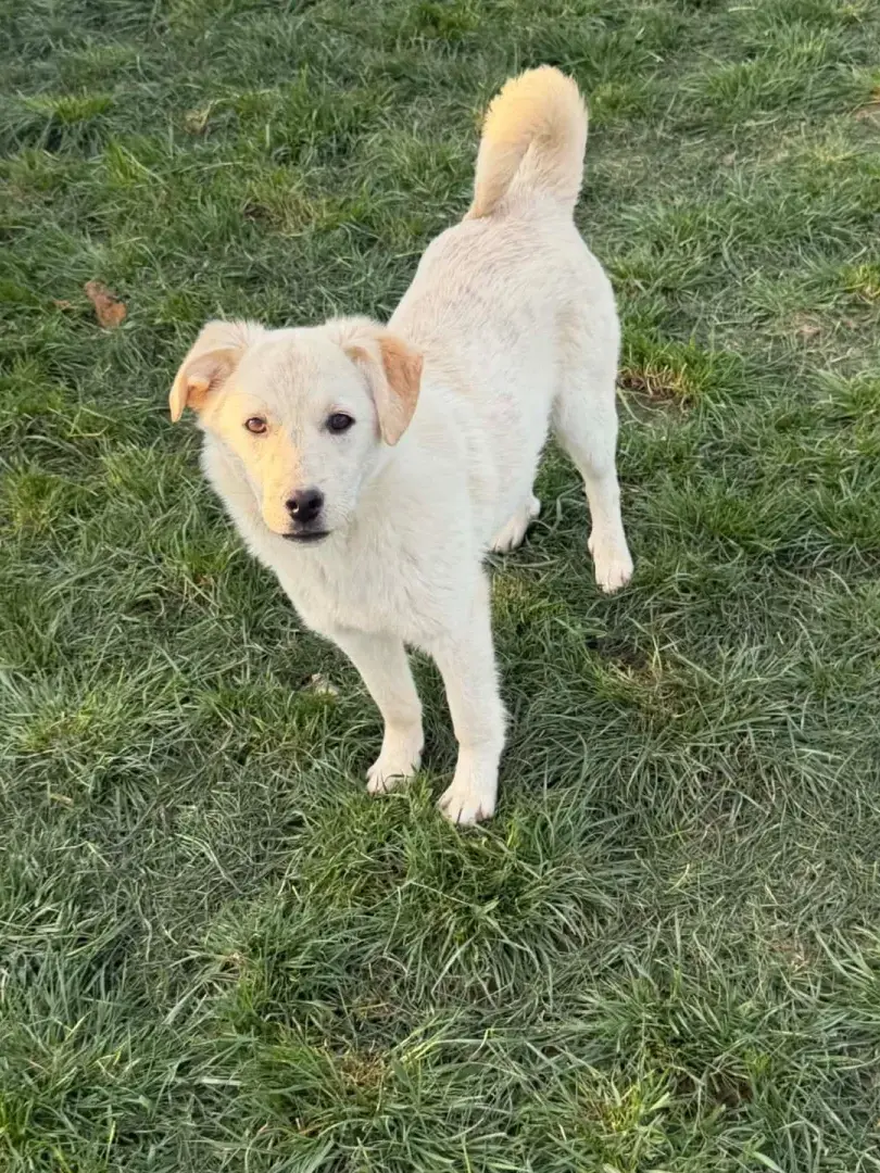 Kiara - Hund zur Adoption