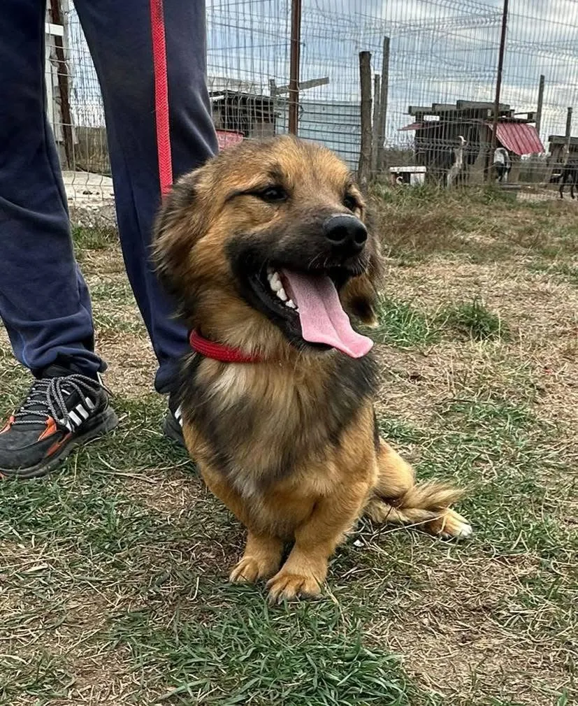 Lenny - Hund zur Adoption