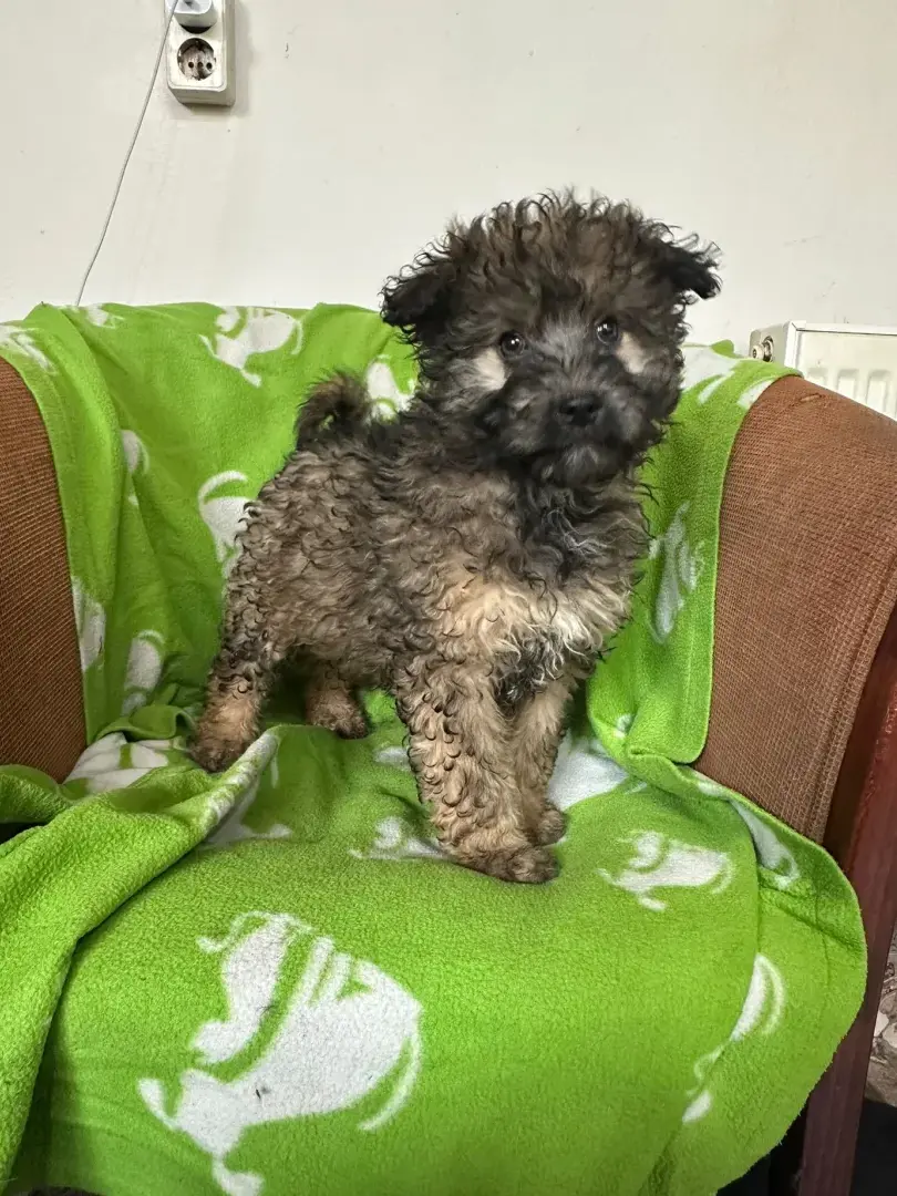 Marla - Hund zur Adoption