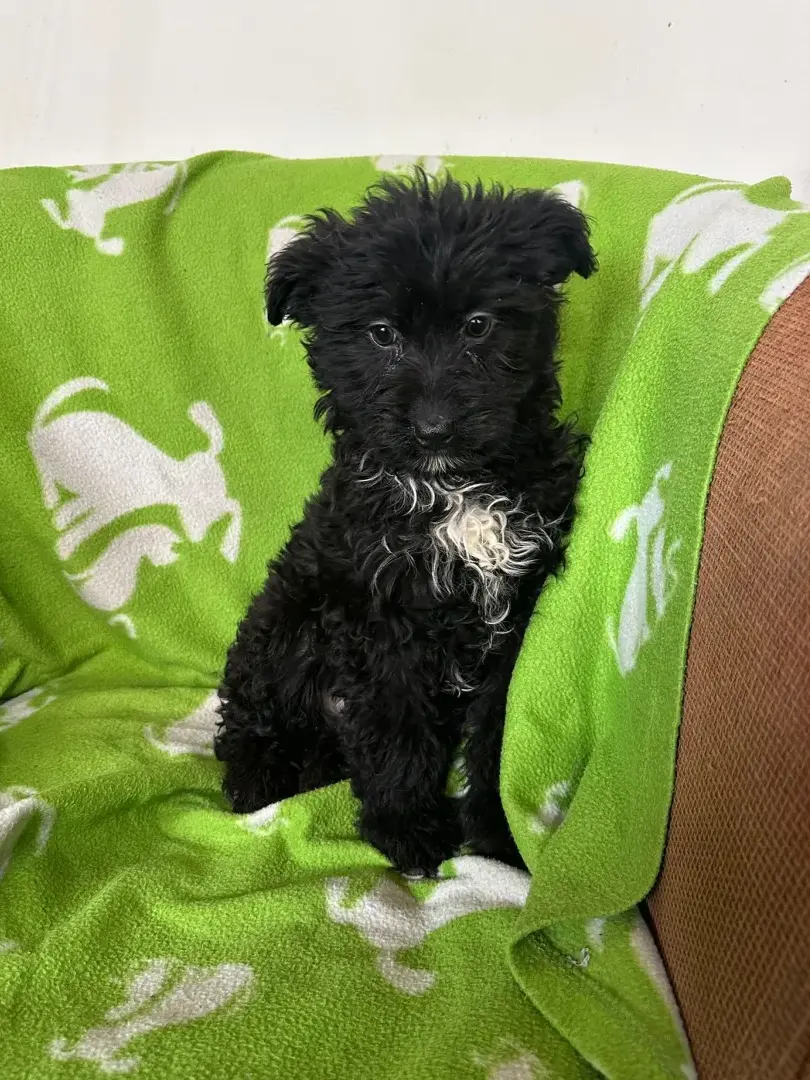 Mirya - Hund zur Adoption