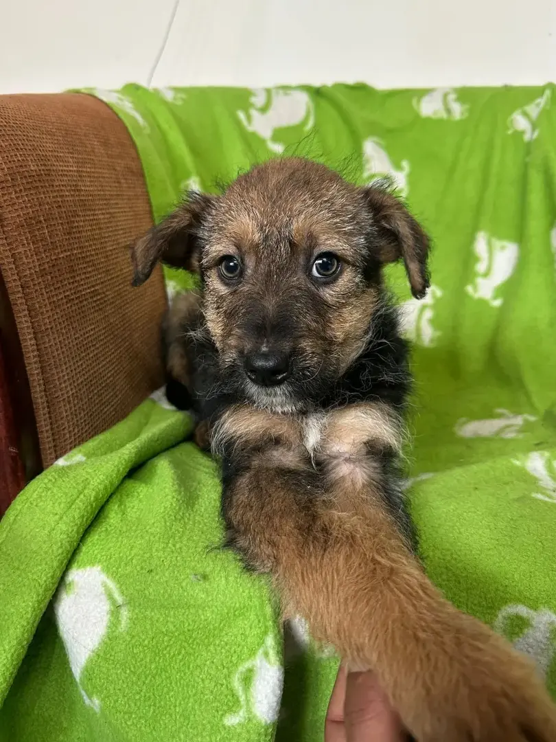 Struppi - Hund zur Adoption