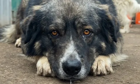 Enya - Hund zur Adoption