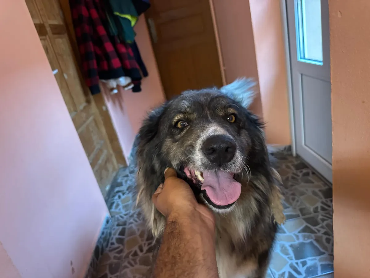 Enya Foto 4