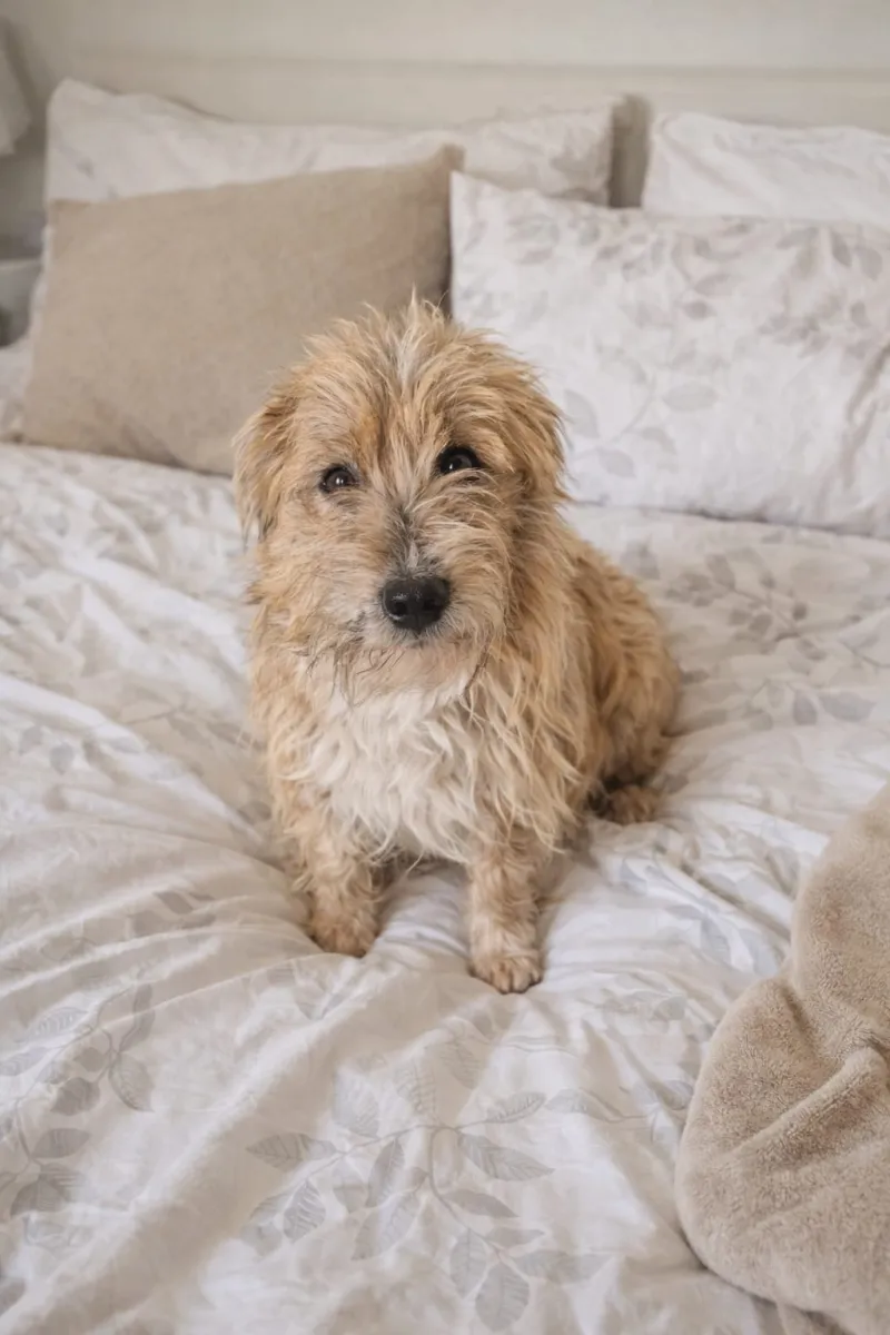 James - Hund zur Adoption