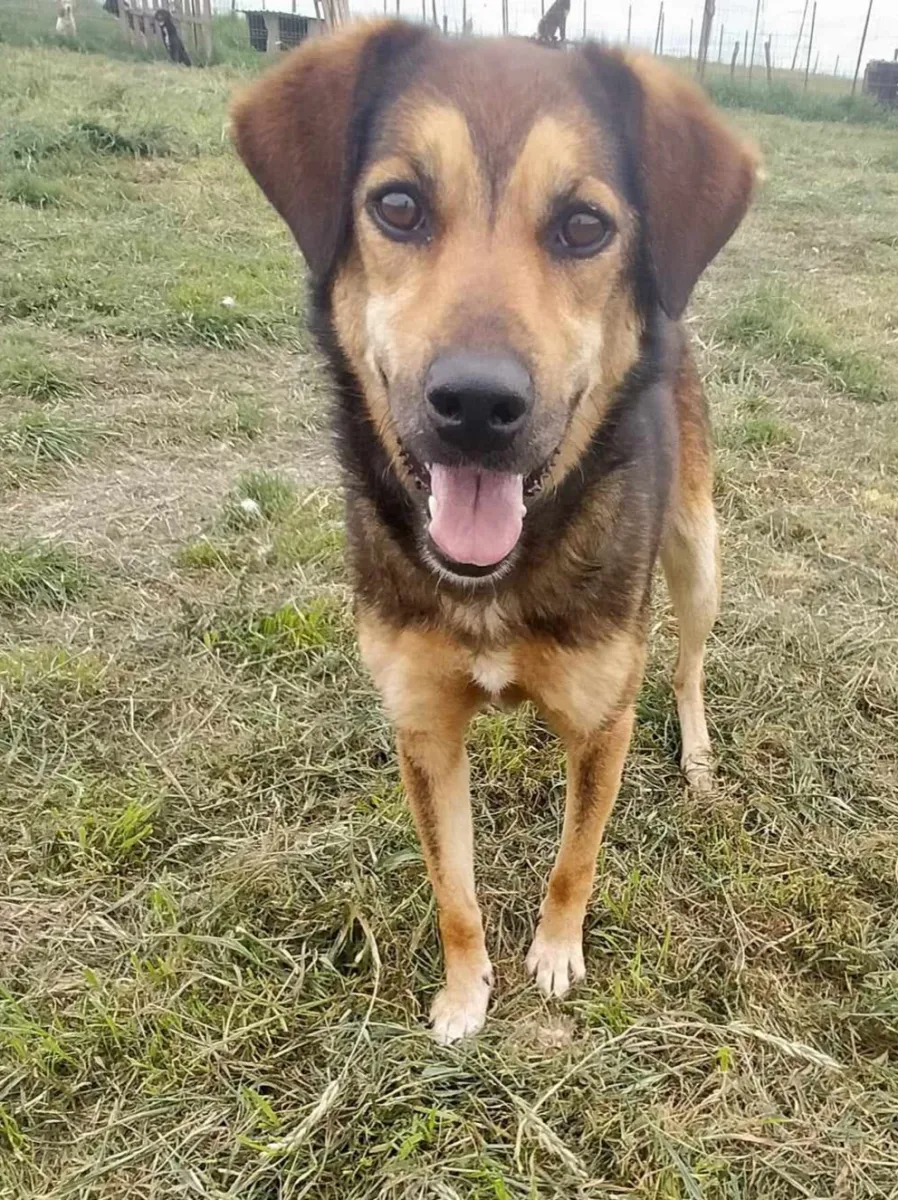 Paula - Hund zur Adoption