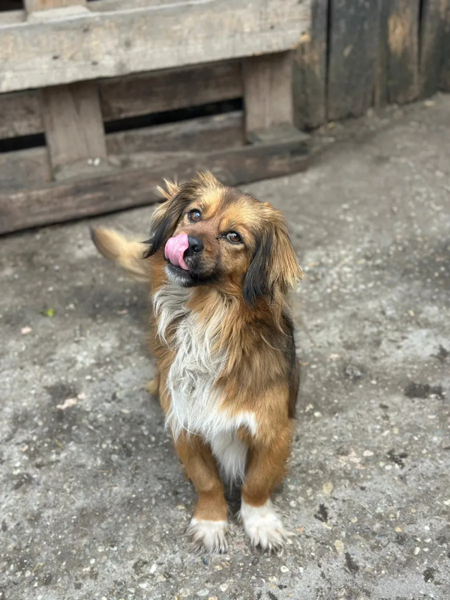 Buddy - Hund zur Adoption