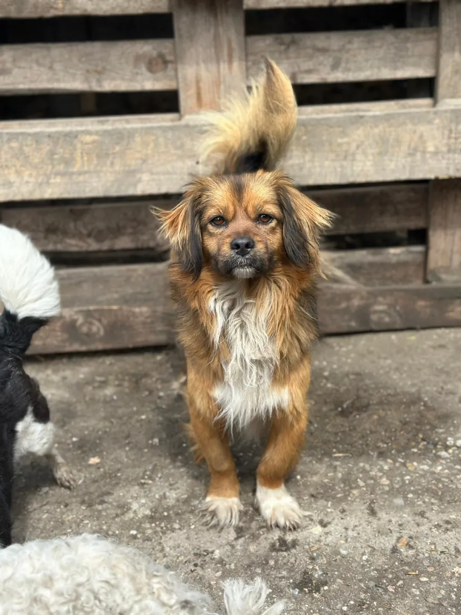 Buddy Foto 3