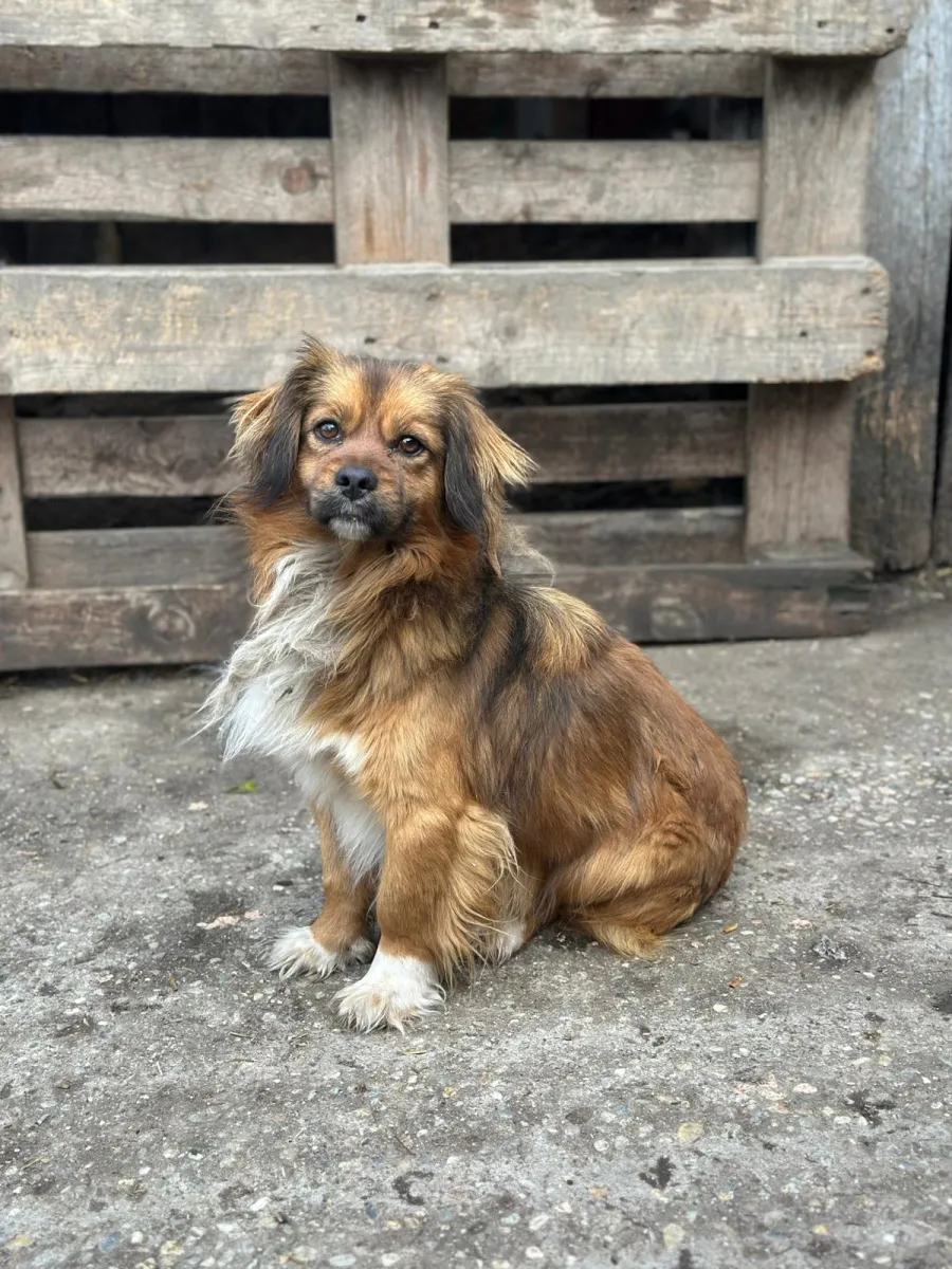 Buddy Foto 4