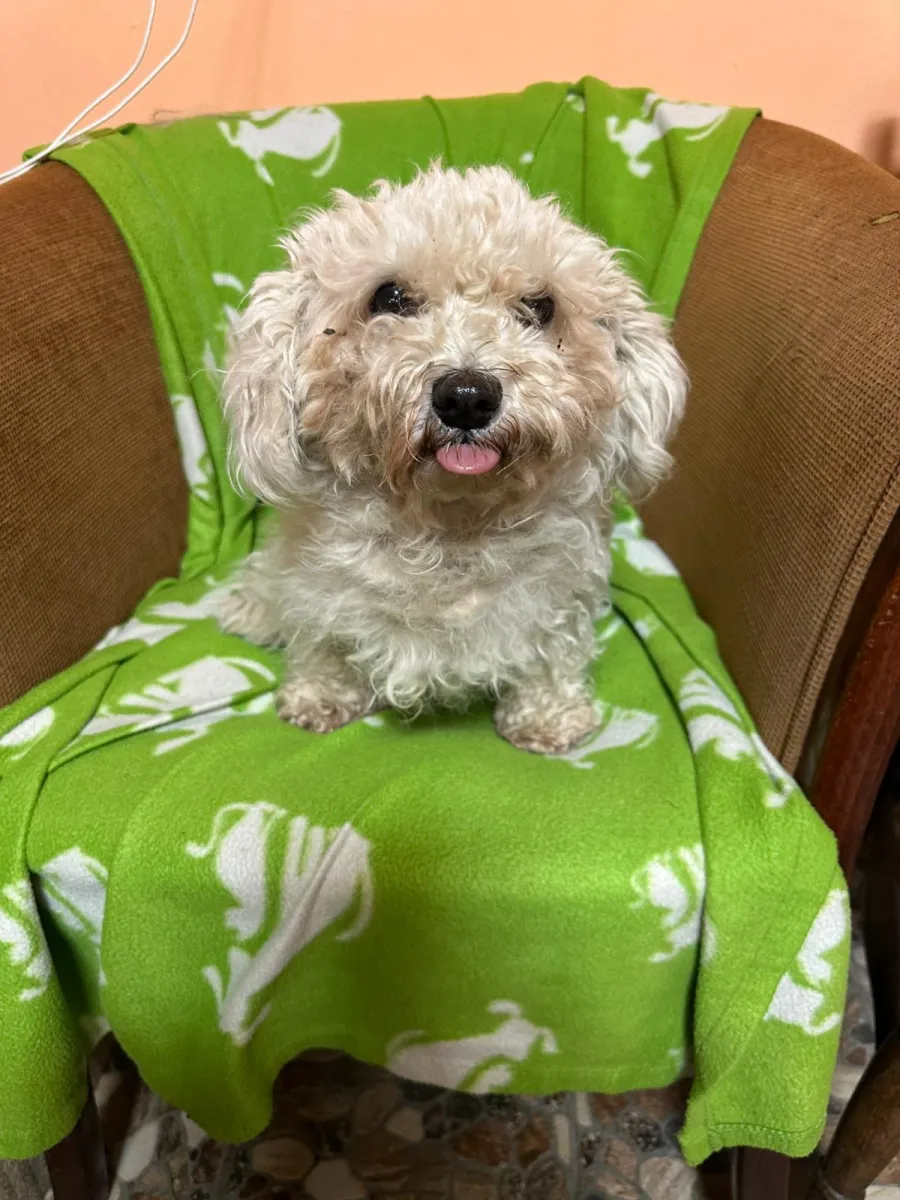 Betty  - Hund zur Adoption