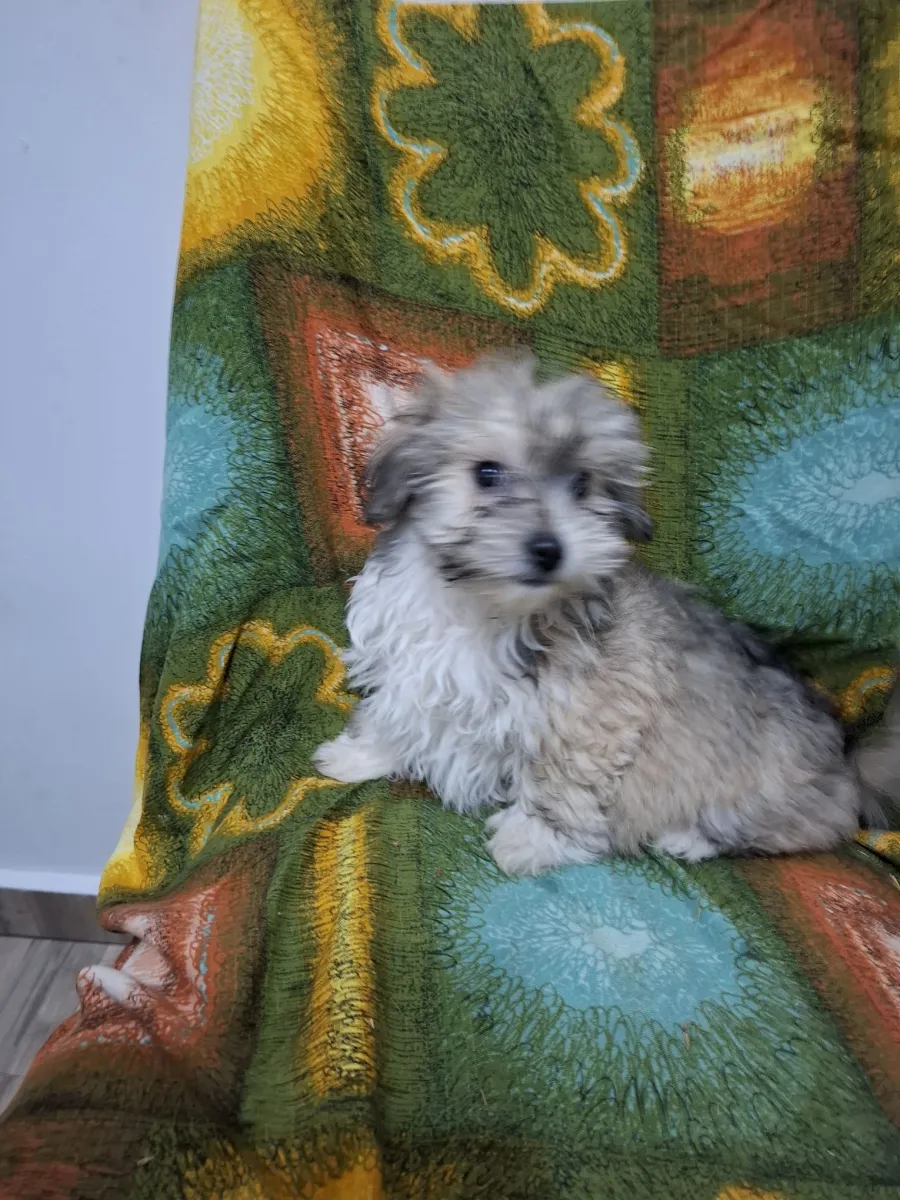 Charly - Hund zur Adoption