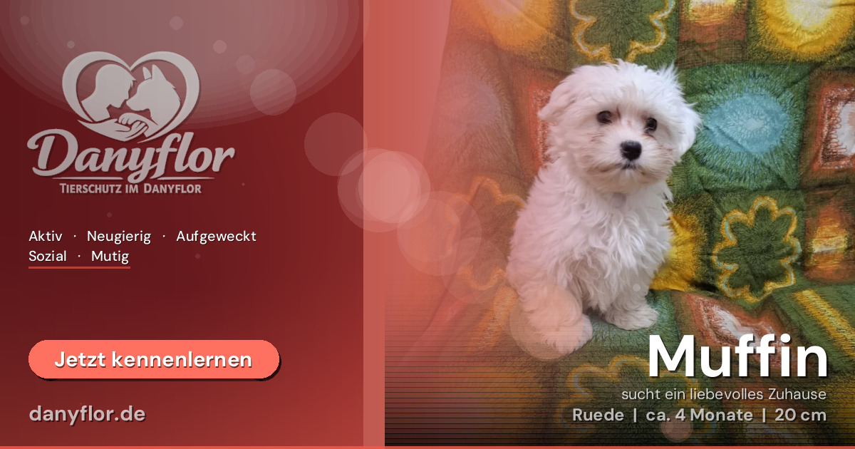 Facebook-Bild für Muffin