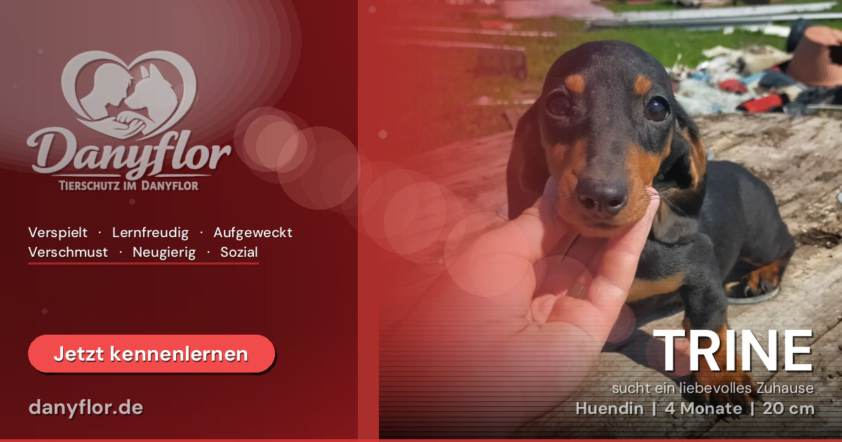 Facebook-Bild für TRINE