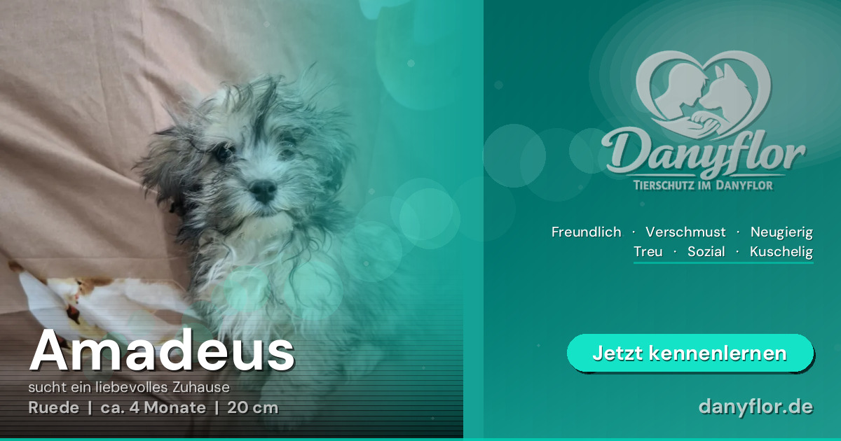 Facebook-Bild für Amadeus