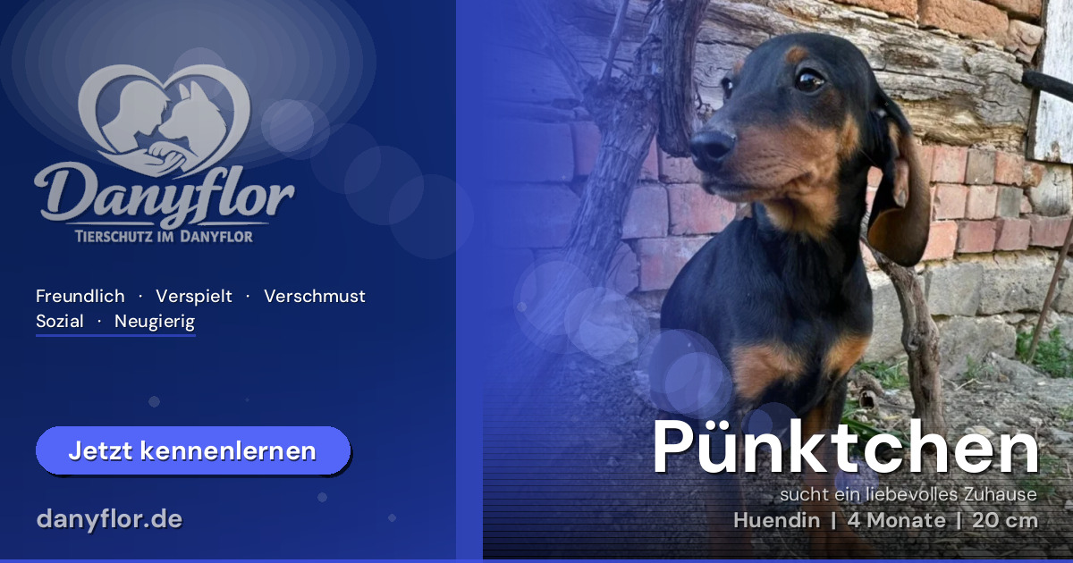 Facebook-Bild für Pünktchen