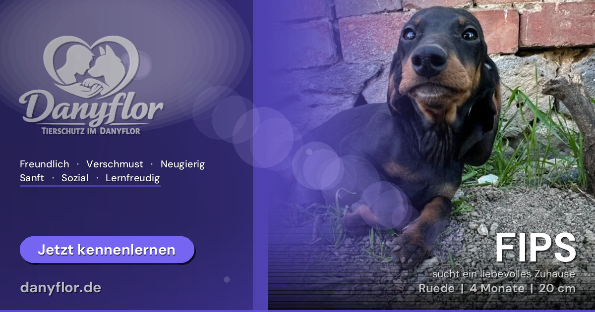 Facebook-Bild für FIPS