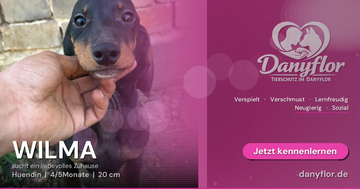 Facebook-Bild für WILMA