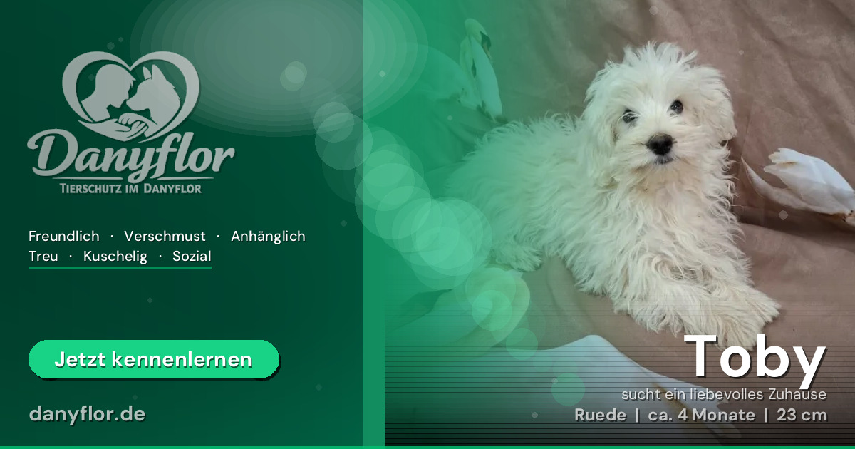 Facebook-Bild für Toby