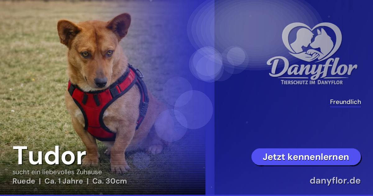 Facebook-Bild für Tudor