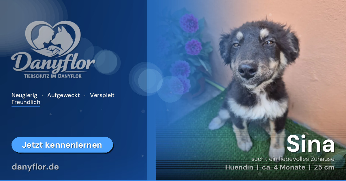 Facebook-Bild für Sina
