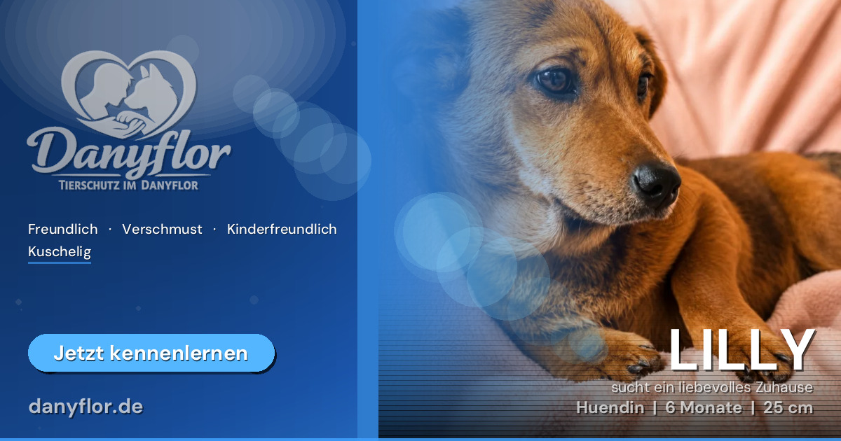 Facebook-Bild für LILLY