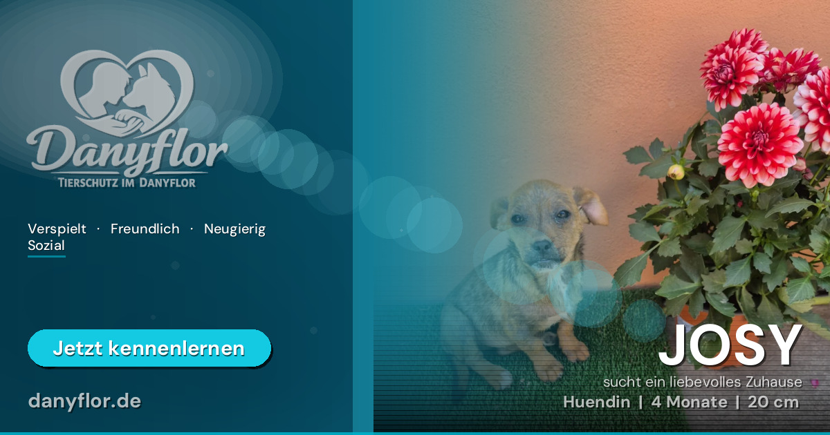 Facebook-Bild für JOSY