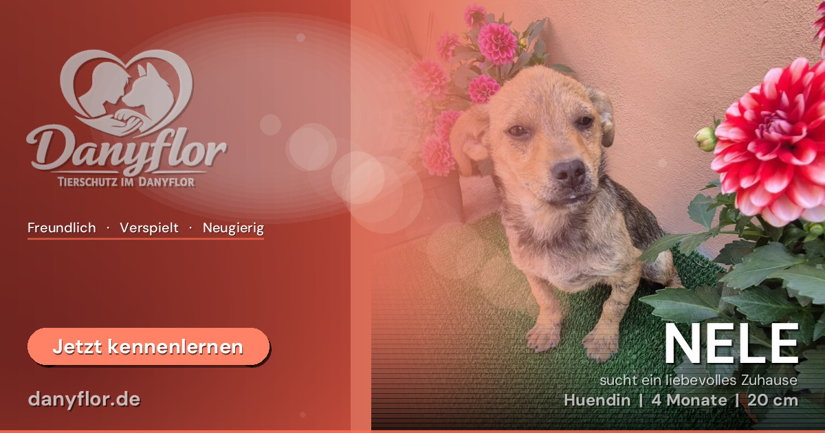 Facebook-Bild für NELE