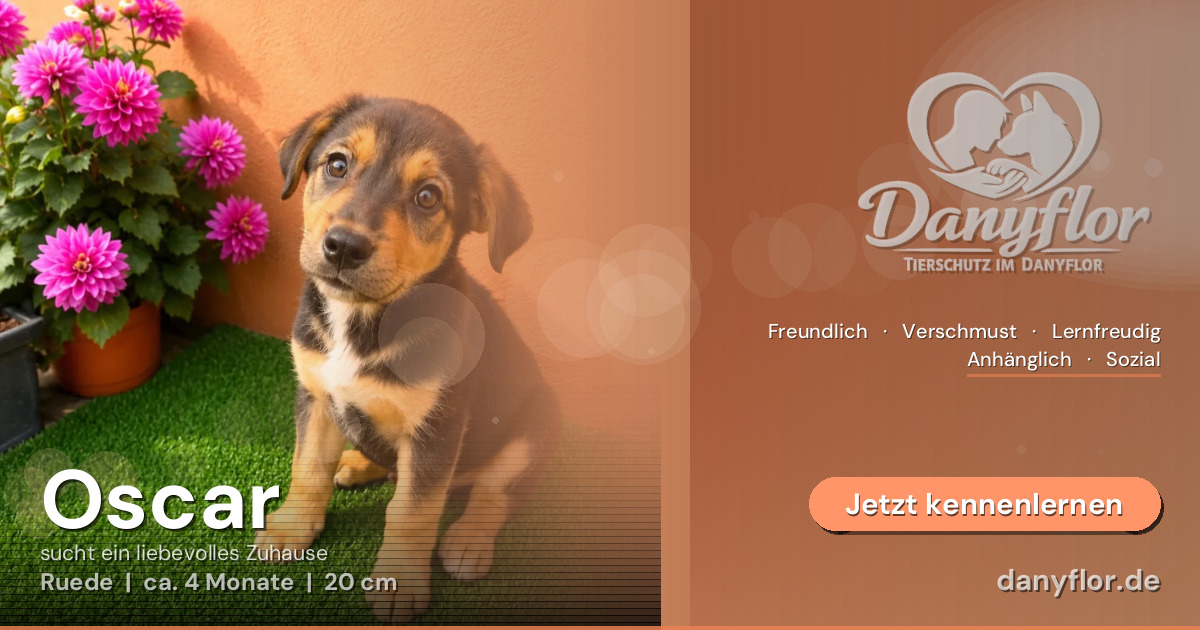 Facebook-Bild für Oscar