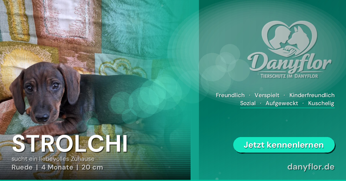 Facebook-Bild für STROLCHI