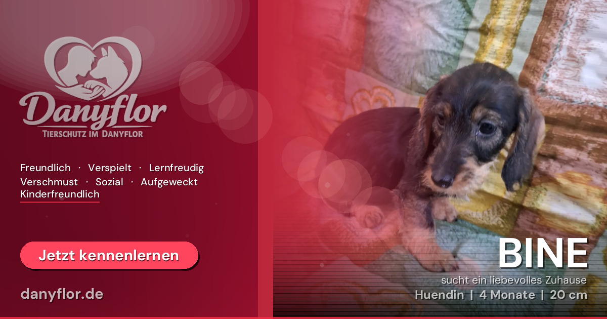 Facebook-Bild für BINE