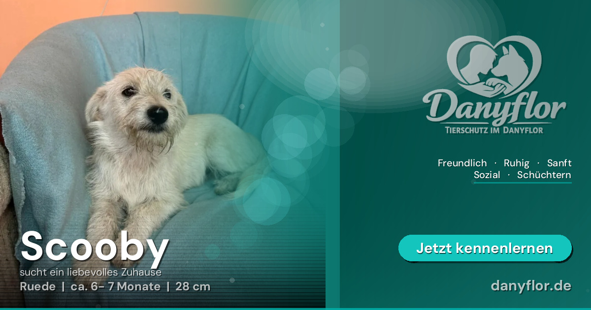Facebook-Bild für Scooby