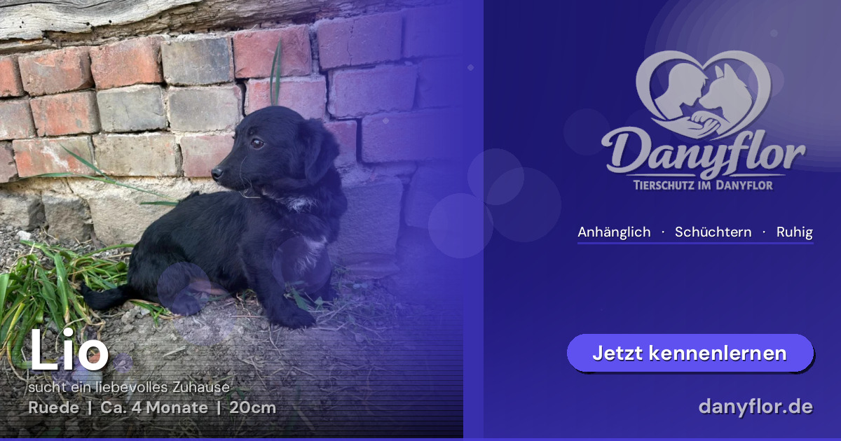 Facebook-Bild für Lio