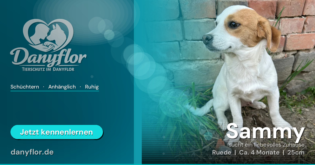 Facebook-Bild für Sammy