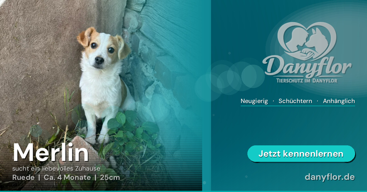 Facebook-Bild für Merlin 