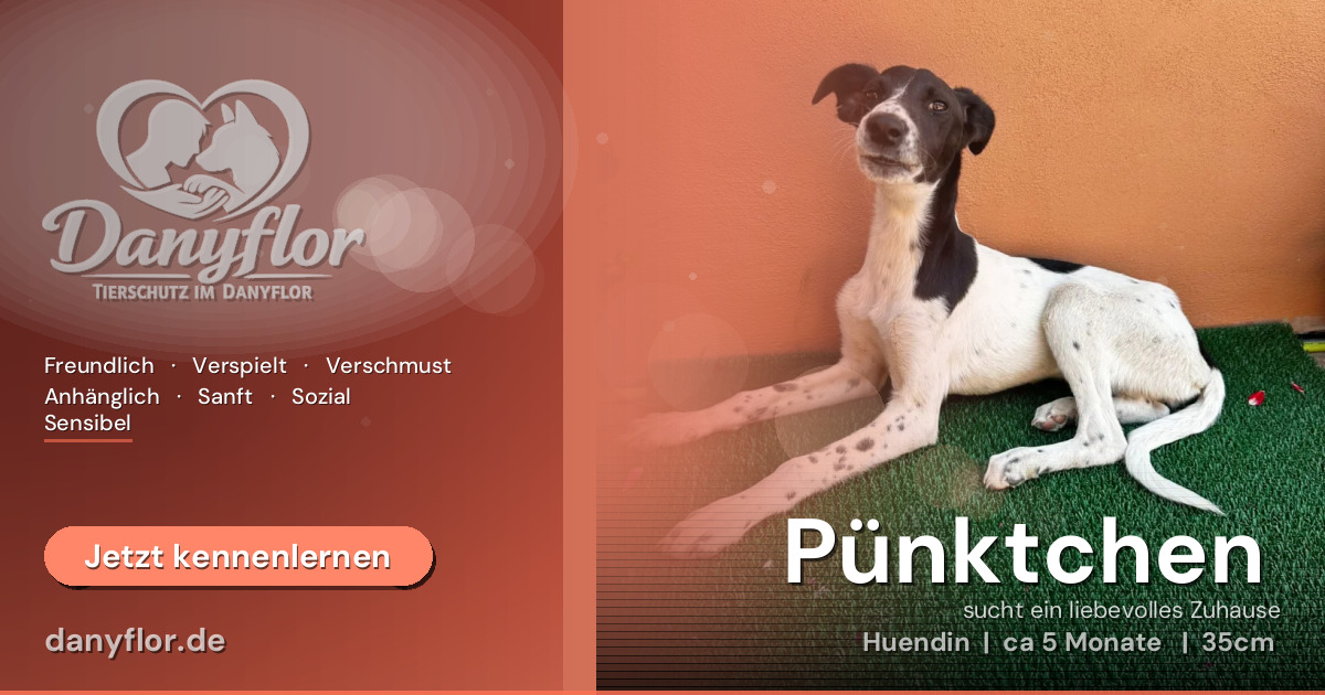 Facebook-Bild für Pünktchen 
