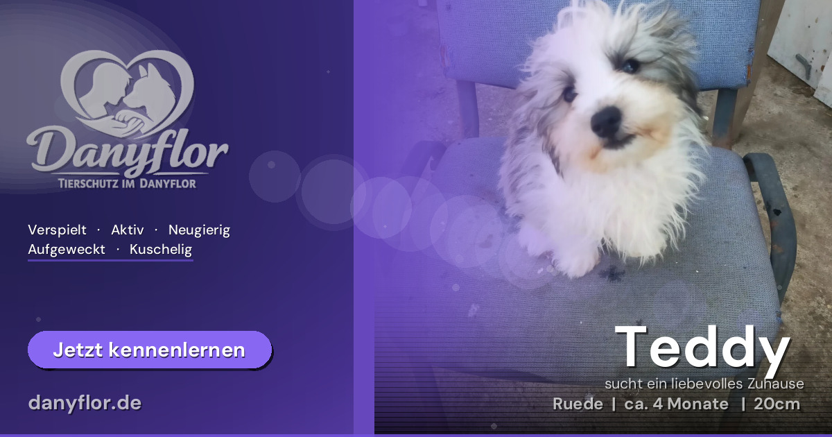 Facebook-Bild für Teddy 