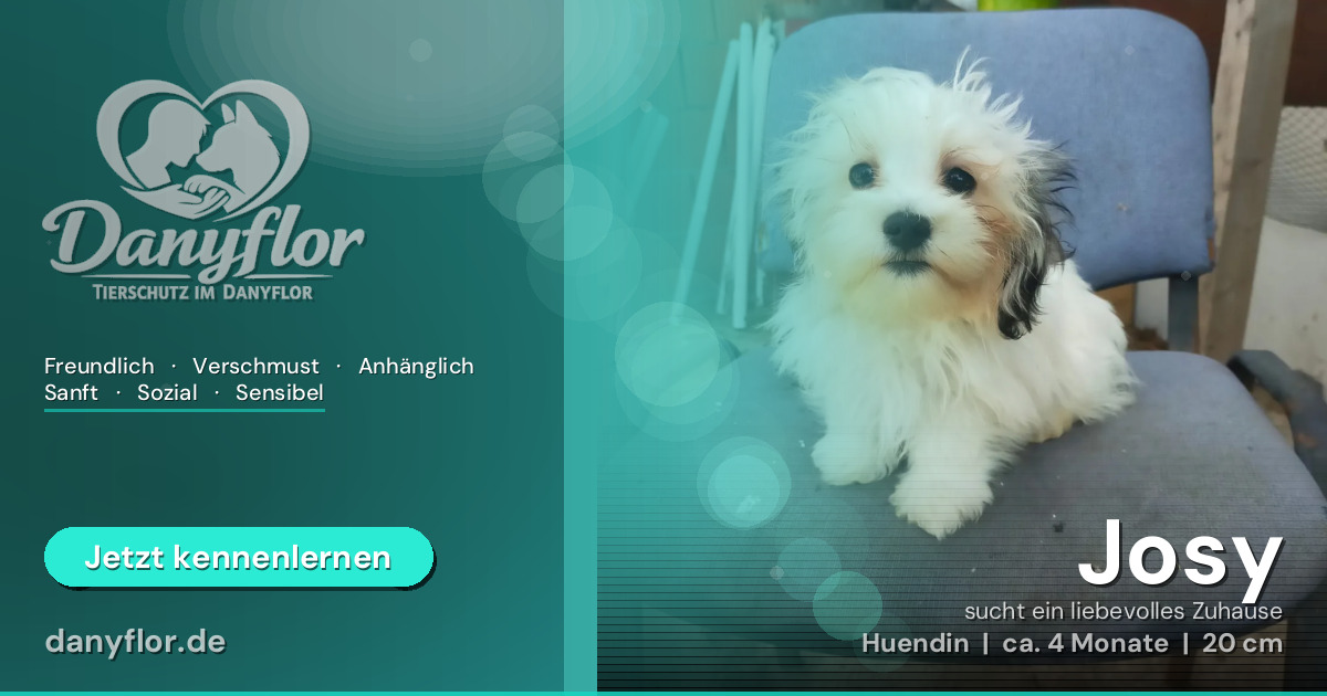 Facebook-Bild für Josy