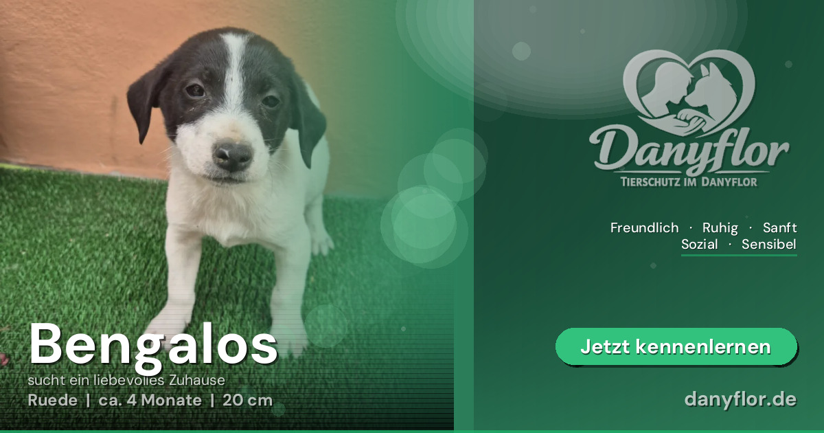 Facebook-Bild für Bengalos