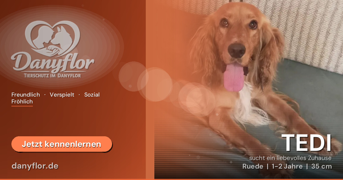 Facebook-Bild für TEDI