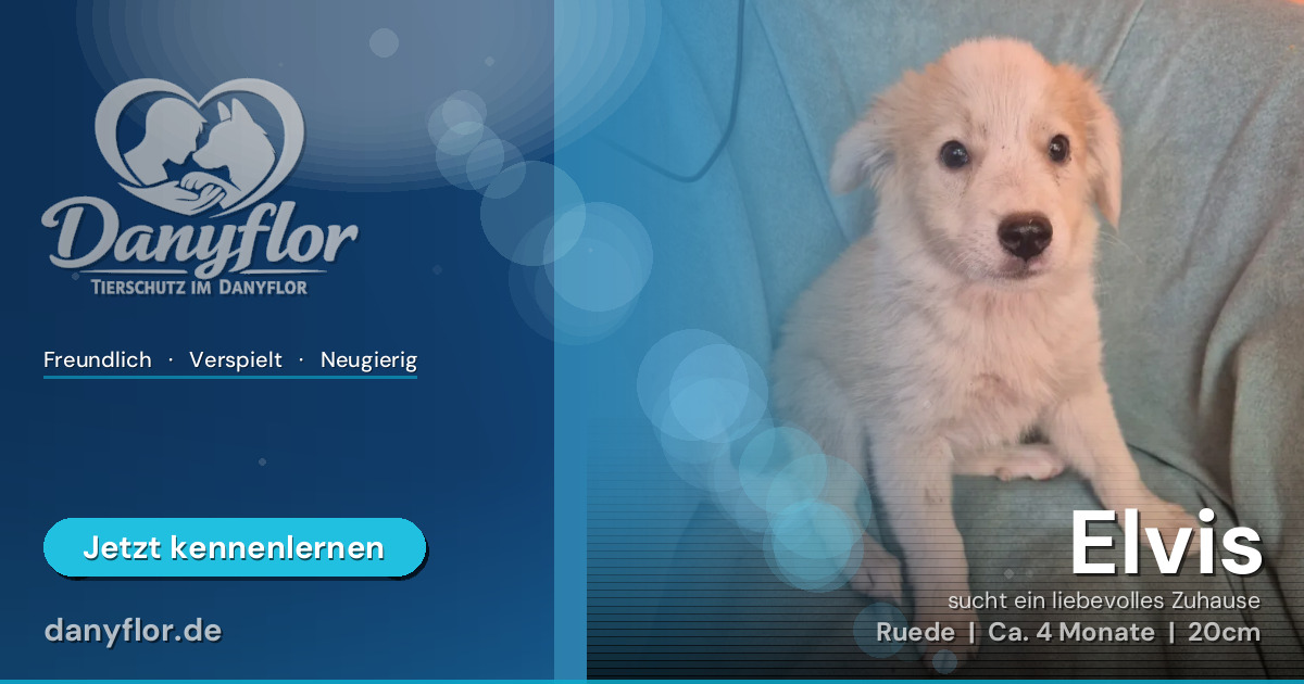 Facebook-Bild für Elvis