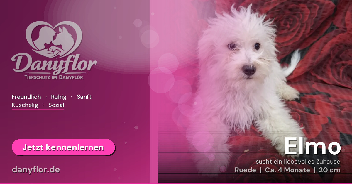 Facebook-Bild für Elmo