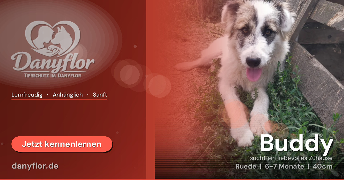 Facebook-Bild für Buddy