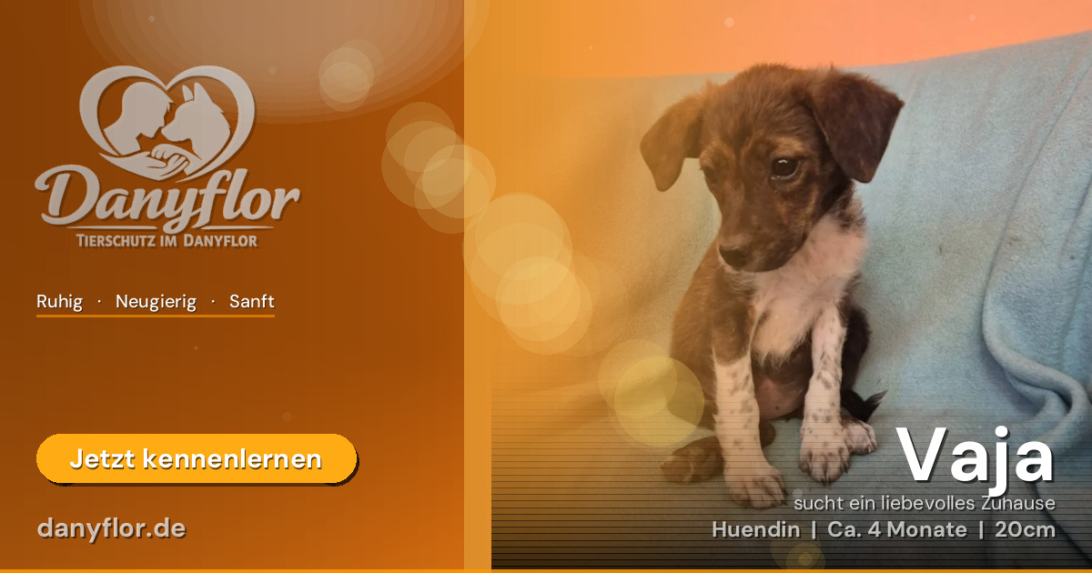 Facebook-Bild für Vaja